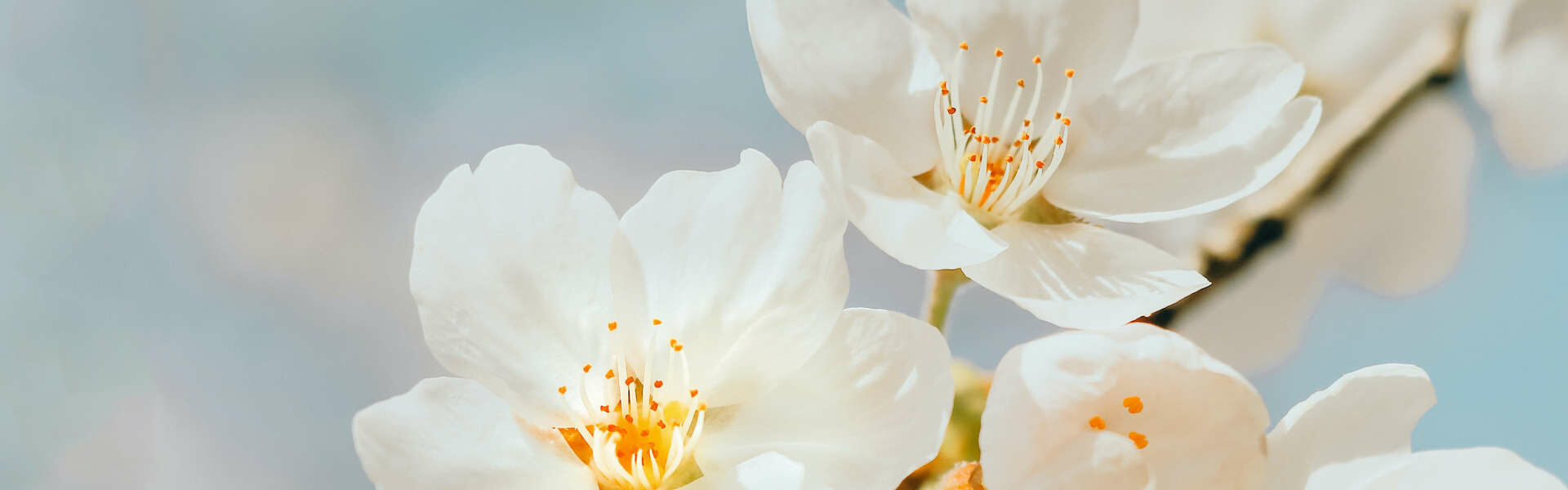 Trudering Wohnung Blume Trudering Wohnung Blume