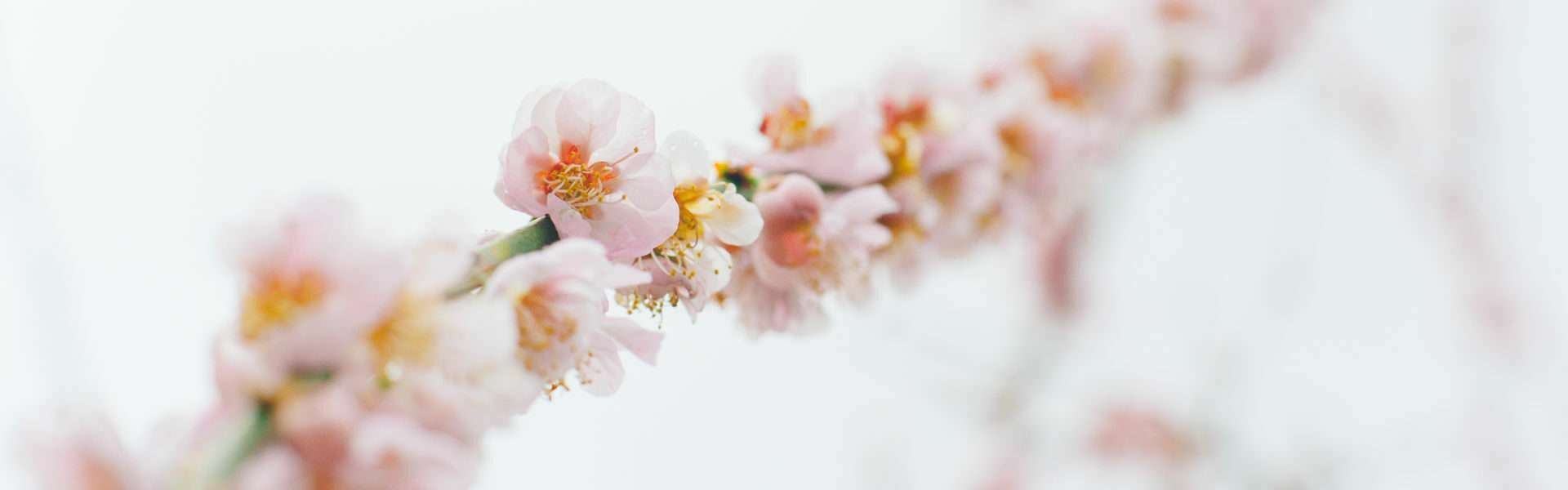Grosshadern Blumen Grosshadern Blumen