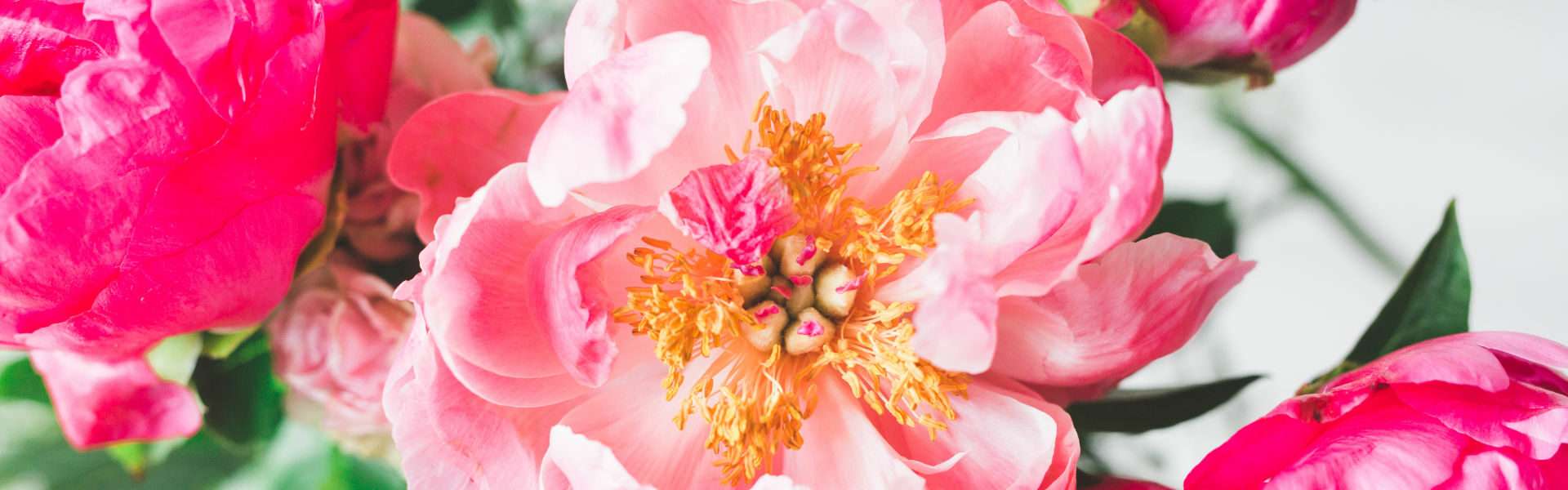 Moosach Wohnung Blume Sommerline Blumen in pinker Farbe