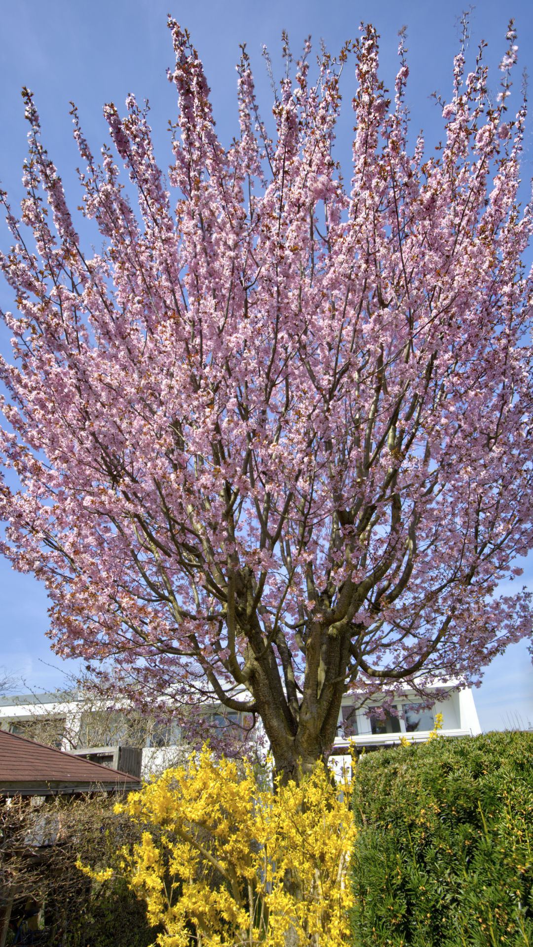 Unterhaching Reihenendhaus mieten Baum Blühender Baum