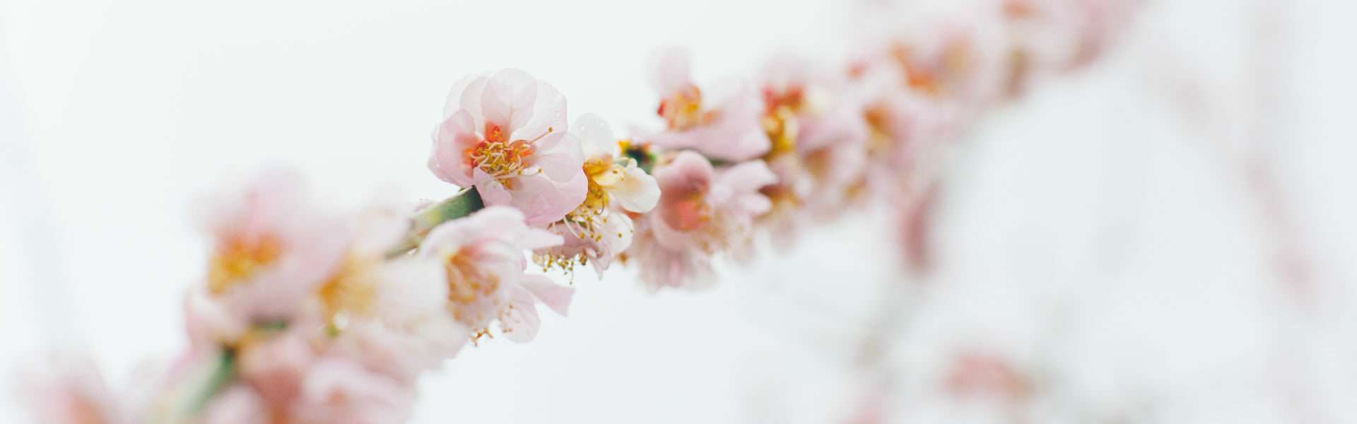 Aubing Blumen Aubing Blumen