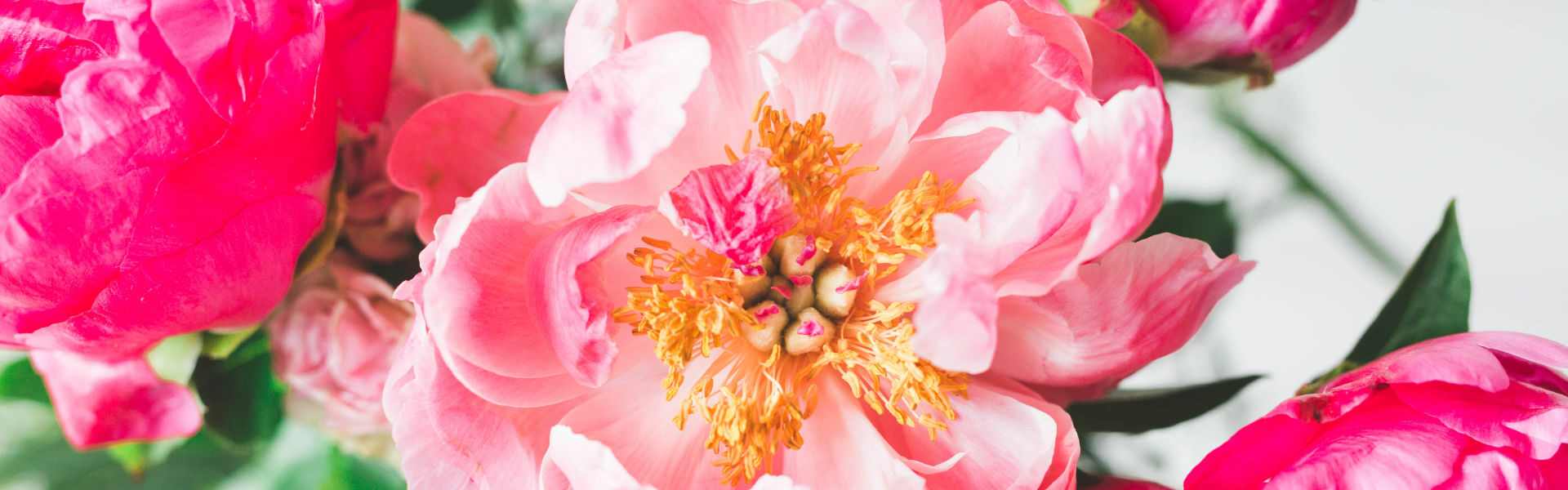 Blumen Isarvorstadt Pfingstrosen