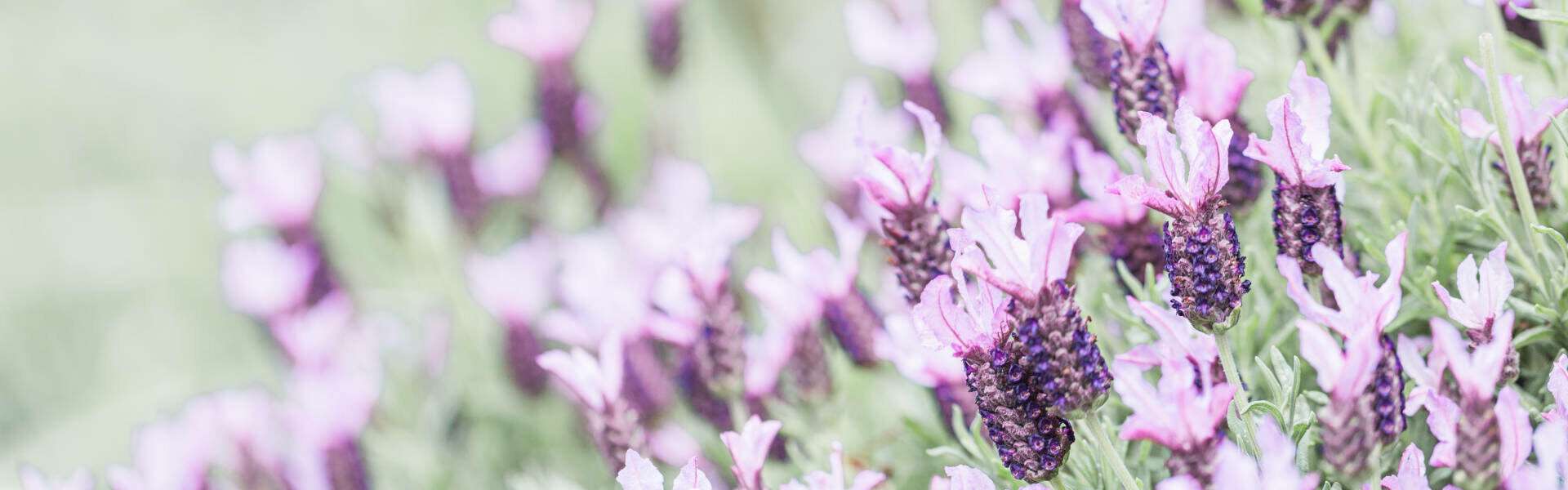 Puchheim Wohnung Blumen Lavendelblumen
