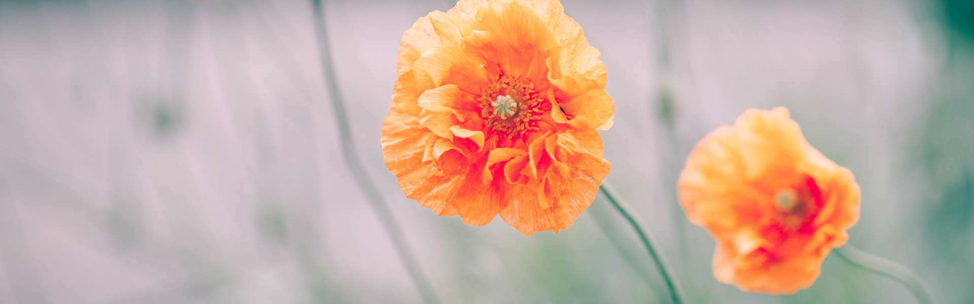 Berg am Laim Wohnung Blumen