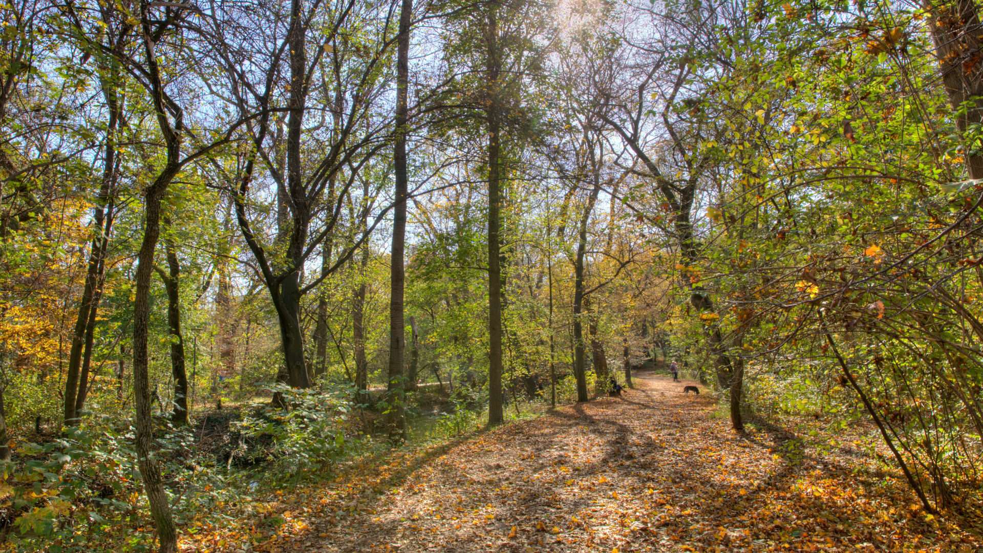 Sonnendurchfluteter Waldweg mit hohen Bäumen im Herbstlaub im Pasinger Stadtpark in München