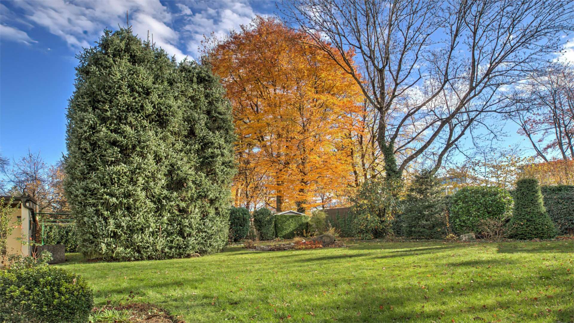 Gepflegter herbstlicher Garten mit Rasenfläche, Hecke und buntem Laubbaum als Baugrundstück in München-Sendling