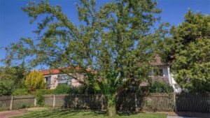 Weißes Wohnhaus hinter einem großen alten Baum mit Gartenzaun in Bogenhausen München