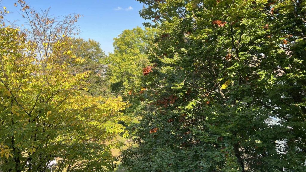 Brightly colored trees and bushes in autumn against a blue sky near the apartment in Untermenzing.