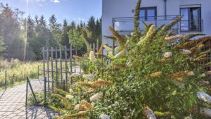 Paved garden path with flowering perennials and fence in front of the residential house in Wolfratshausen
