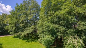 View from the apartment in Aubing out of the window onto a green area with dense trees and a paved path