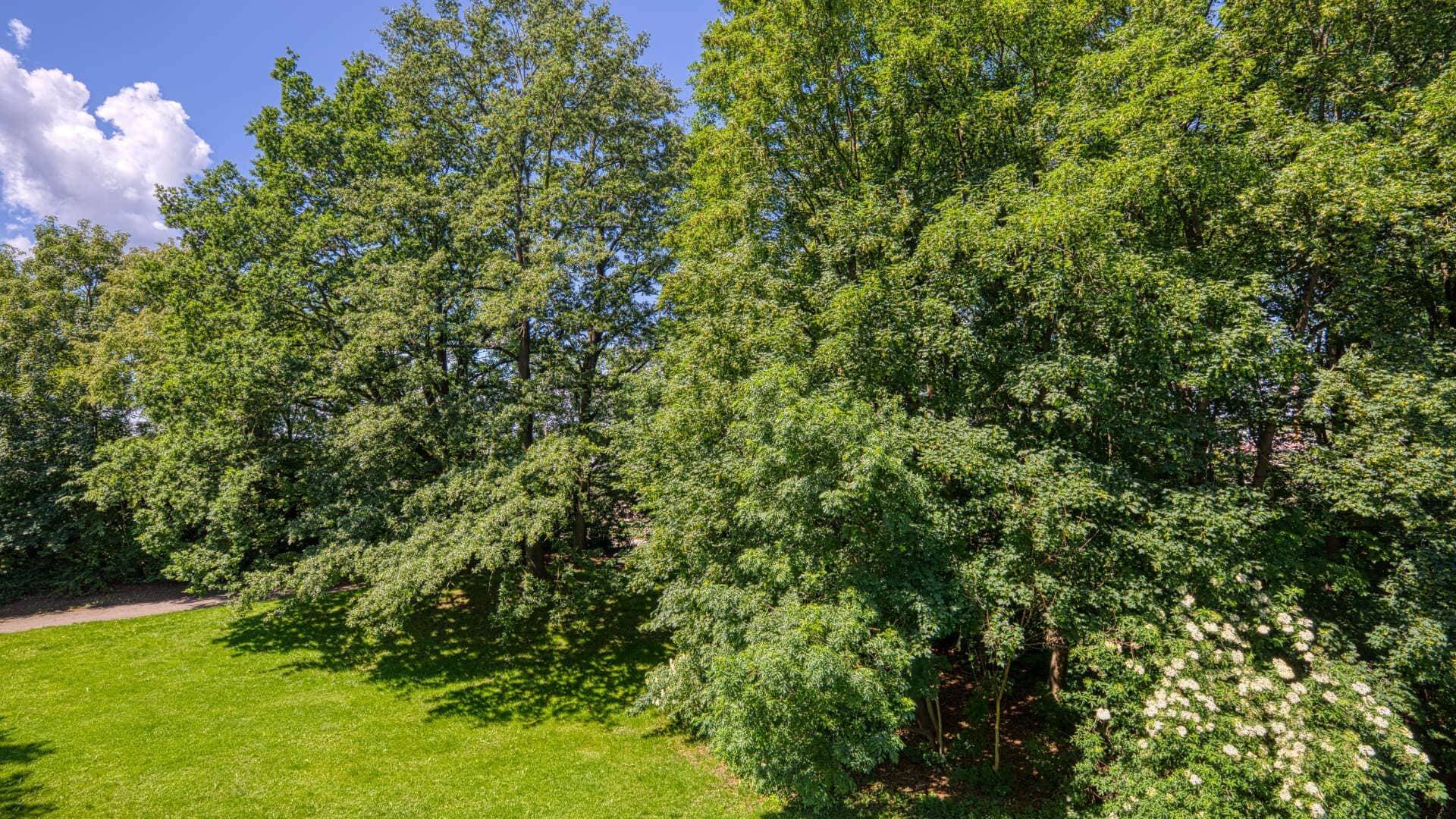 View from the apartment in Aubing out of the window onto a green area with dense trees and a paved path