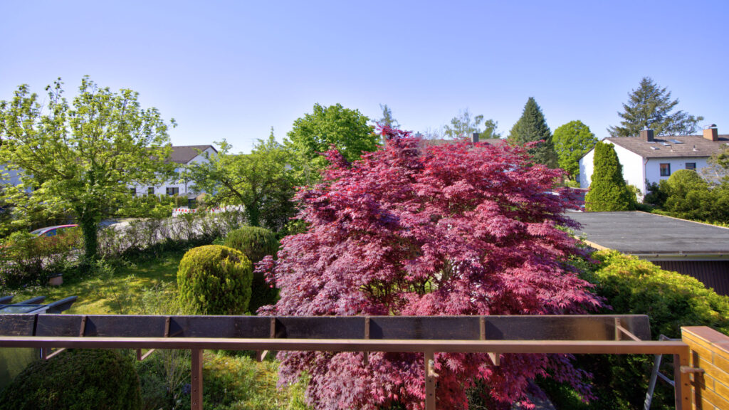 Blick vom Balkon auf blühenden japanischen Ahorn und Garten in Gauting