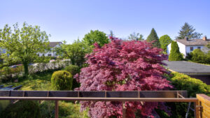 Blick vom Balkon auf blühenden japanischen Ahorn und Garten in Gauting