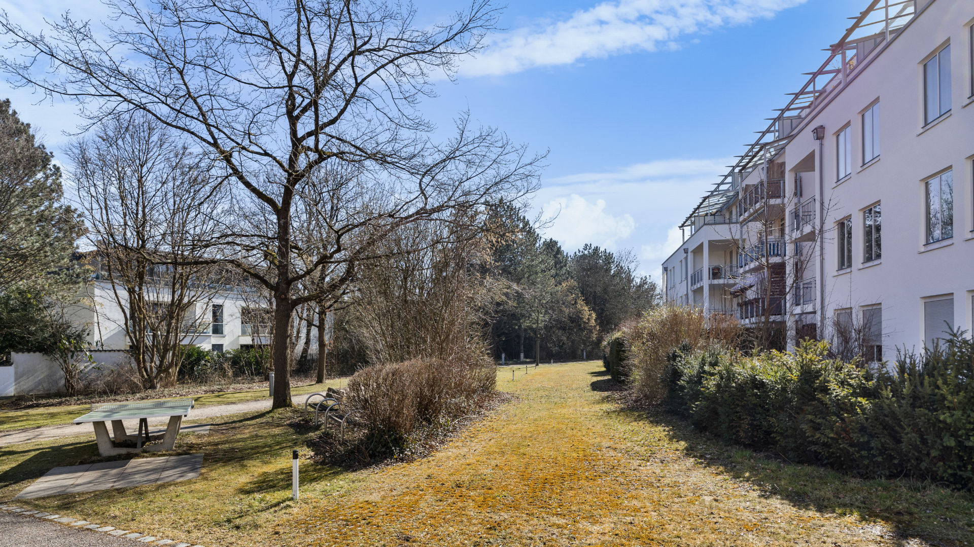 Green space with a tree and a bench between residential buildings in Bogenhausen