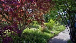 Gartenweg mit rotlaubigem Ahorn und dichter Bepflanzung im Garten eines Hauses in Gauting