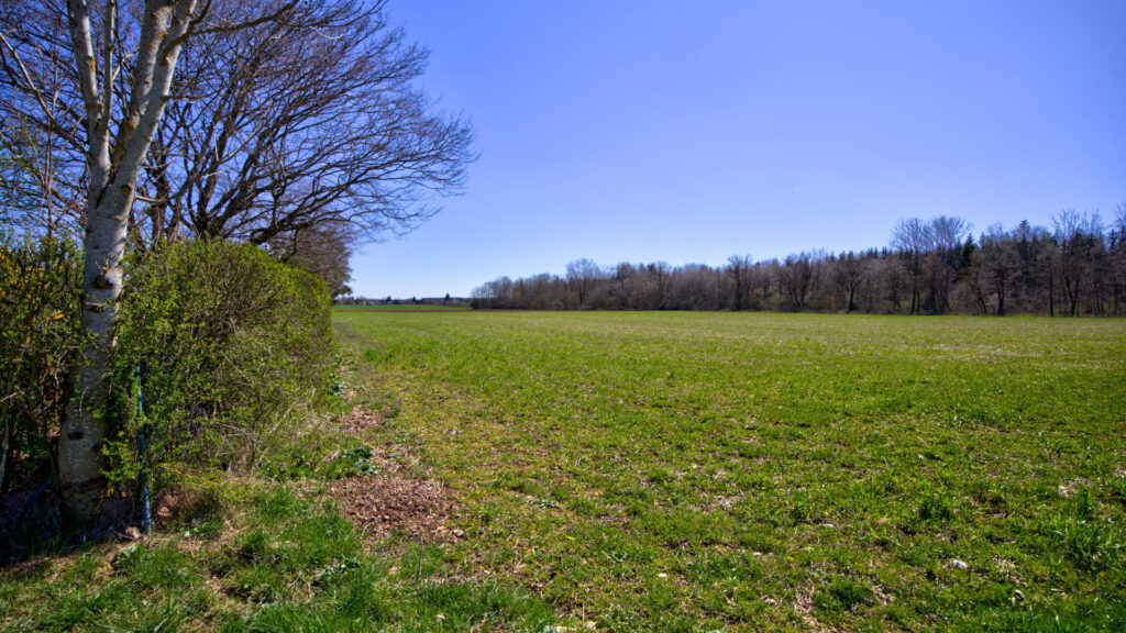 Grüne Wiese mit Hecke und Baumreihe in der ruhigen Umgebung des Hauses in Gauting