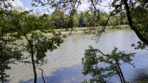 View through trees onto the Isar floodplains and flowing water near Munich-Isarvorstadt