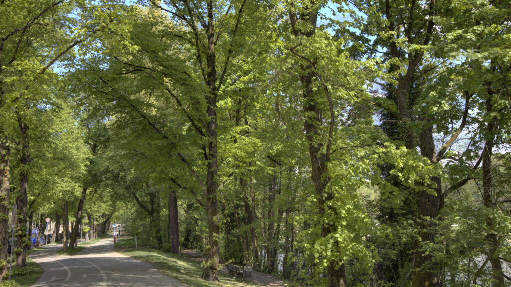 Cute tree-lined avenue with a dense canopy along a path near Munich-Isarvorstadt
