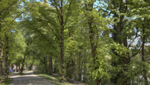Cute tree-lined avenue with a dense canopy along a path near Munich-Isarvorstadt