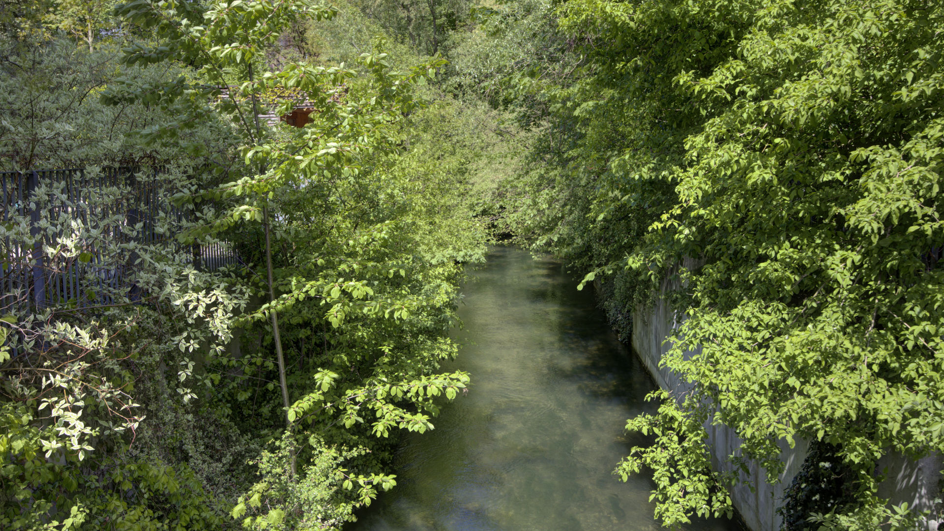 Narrow stream between dense foliage and bushes in the green belt near Munich-Isarvorstadt