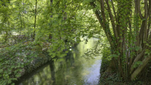 Small stream surrounded by dense greenery and trees in the recreation area near Munich-Isarvorstadt