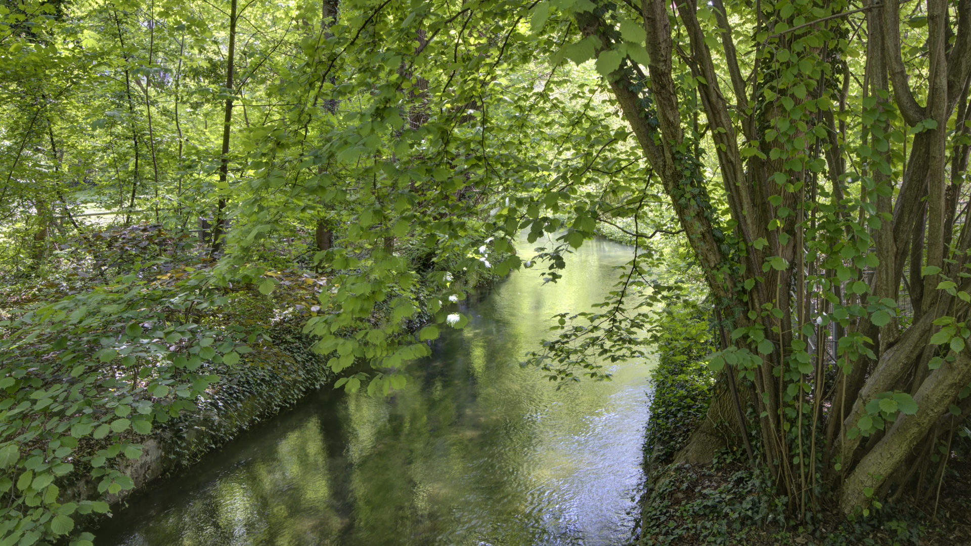 Small stream surrounded by dense greenery and trees in the recreation area near Munich-Isarvorstadt