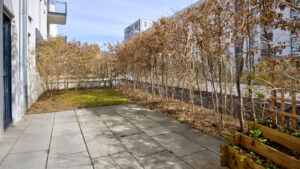 Paved terrace with a row of birch trees and lawn at a new apartment building in Munich-Obergiesing