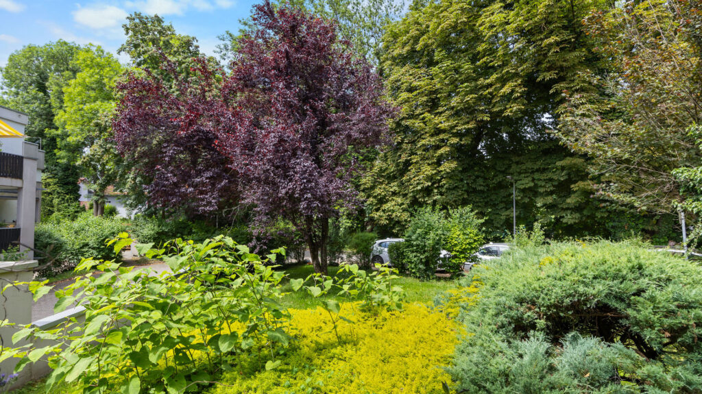 Green area with purple-flowering trees and shrubs in front of a residential house in Munich-Pasing