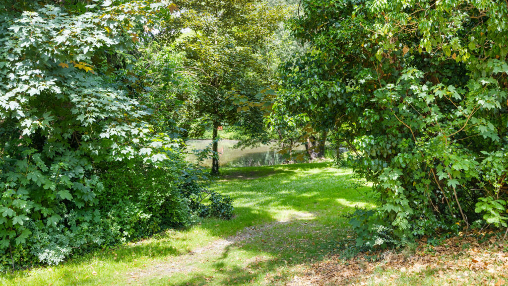 Narrow nature trail between dense bushes and trees in the area around the apartment Munich-Pasing