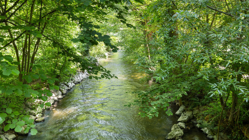 Small stream with rocky banks and dense riparian vegetation in the vicinity of the apartment Munich-Pasing