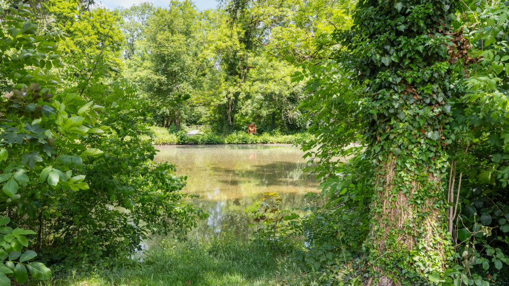 Natural pond with dense greenery and trees in the area around the apartment Munich-Pasing