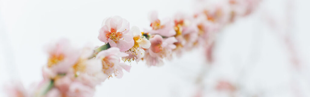 Close-up of pink cherry blossoms on a branch in spring