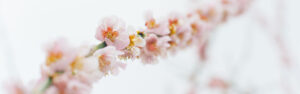 Close-up of pink cherry blossoms on a branch in spring
