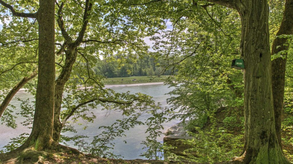 Isarufer in München-Sendling mit dichtem Baumbestand und Blick auf den Fluss