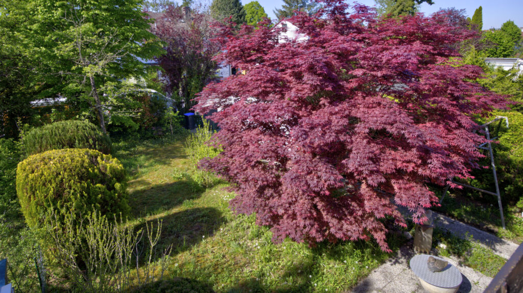 Blick von oben auf einen gepflegten Garten mit rotem Ahornbaum in Gauting