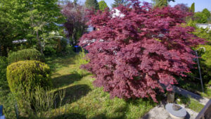 Blick von oben auf einen gepflegten Garten mit rotem Ahornbaum in Gauting