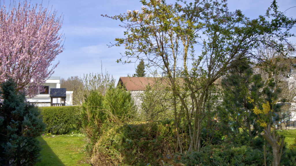 Garden with flowering pink cherry tree and lawn at row house in Unterhaching near Munich