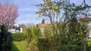 Garten mit blühendem rosa Kirschbaum und Rasenfläche bei Reihenendhaus in Unterhaching bei München