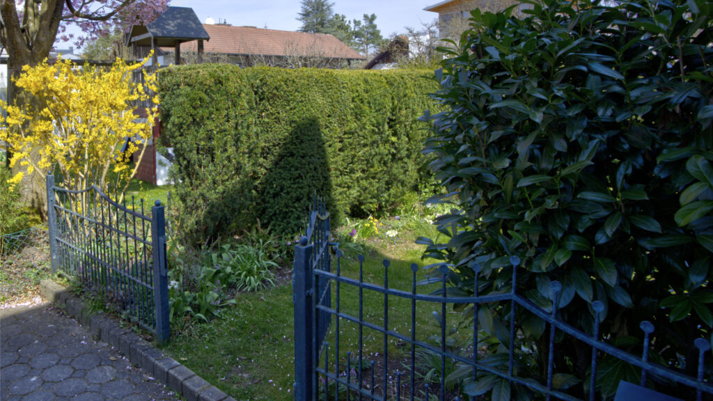 Garden entrance with a blue wrought-iron gate and a flowering Forsythia tree in Unterhaching near Munich