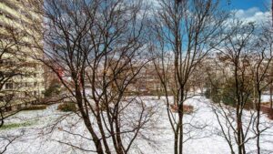 View from the window of snow-covered trees and greenery in Munich-Bogenhausen