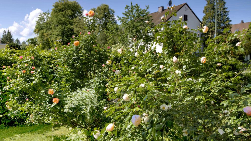 Blooming garden of the apartment in Munich-Großhadern with roses and dense plantings