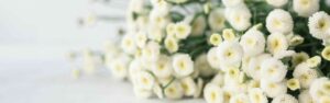 Close-up of a bouquet of white flowers as a decorative image motif