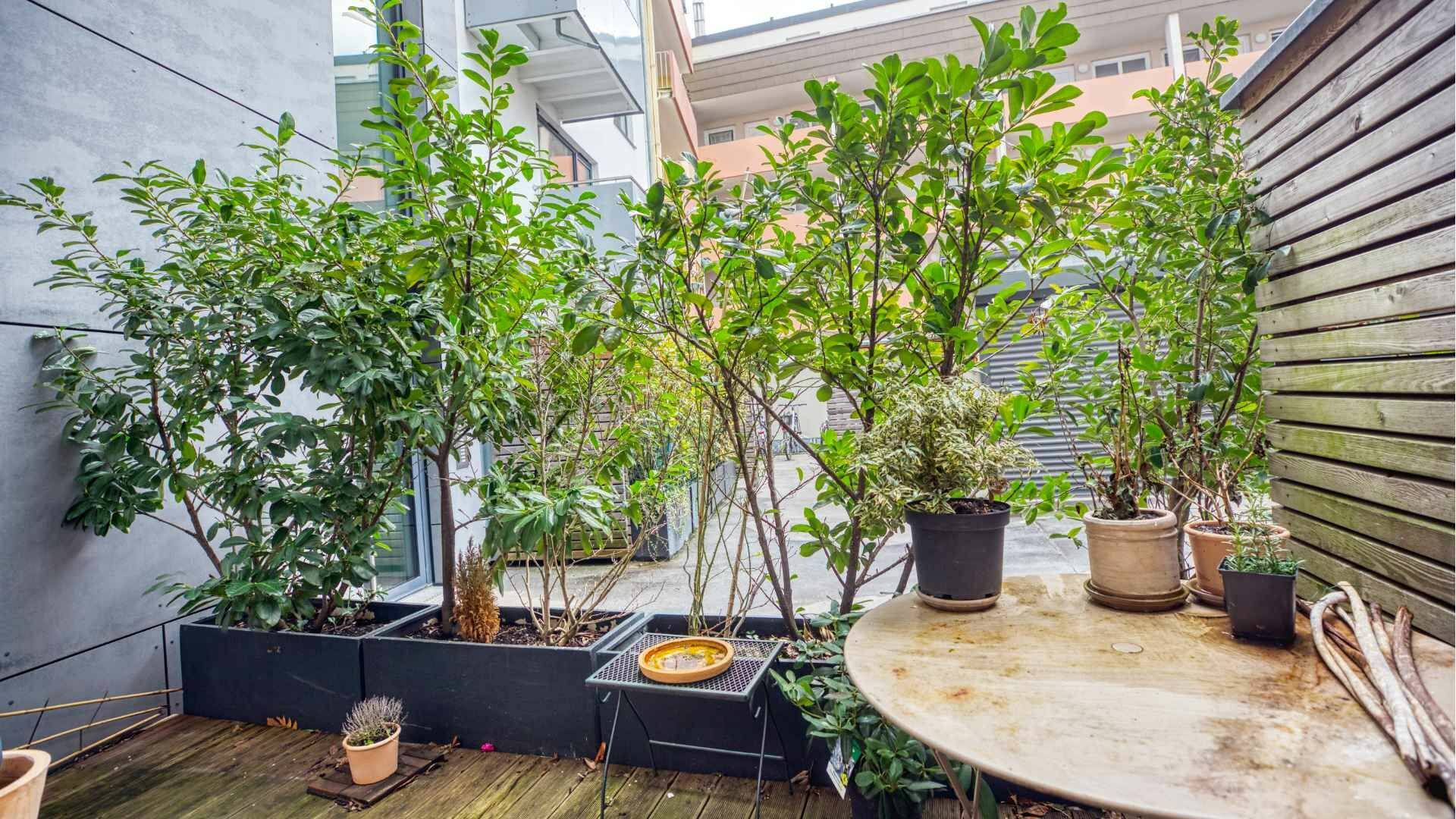 Greenened roof terrace with planters, trees and a round table in the apartment in Schwabing – Rogers Immobilien