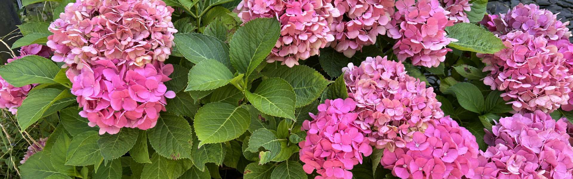Forstenried Blumen
