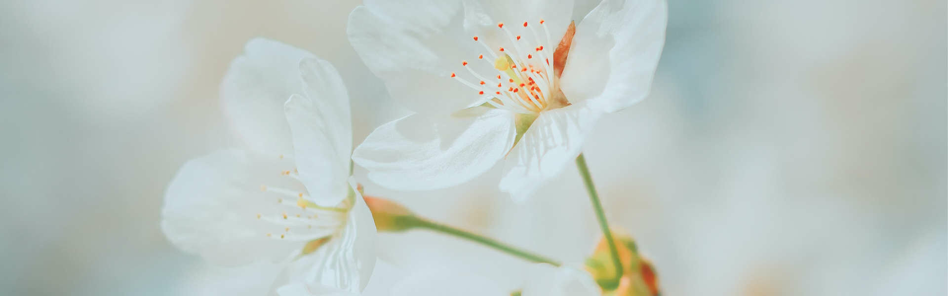Untermenzing Blume