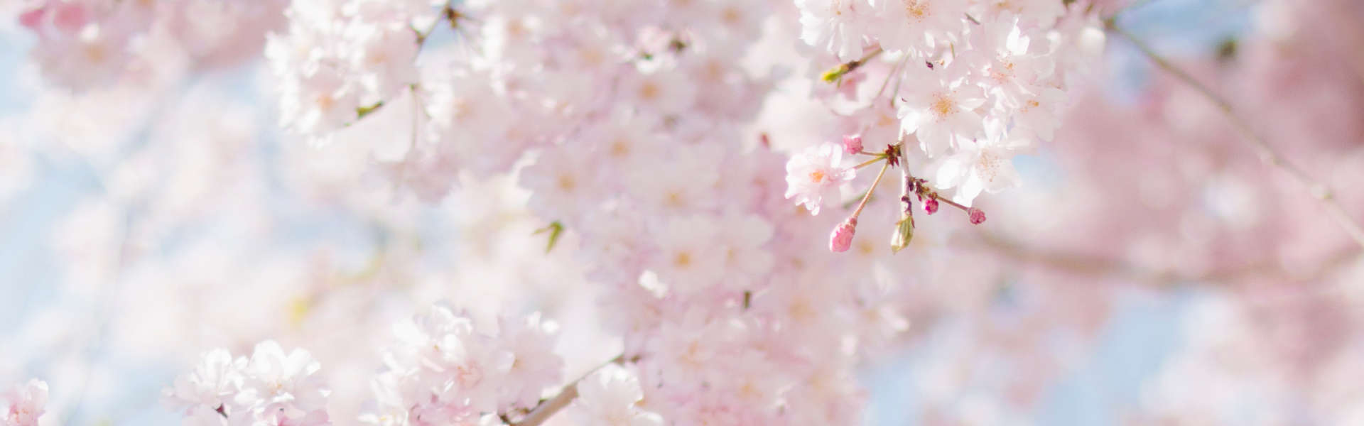 Milbertshofen Wohnung Blumen