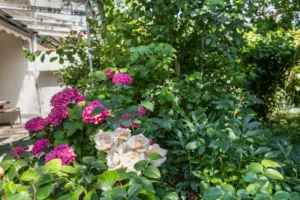 Blühende weiße Rosen und pinke Hortensien im Garten