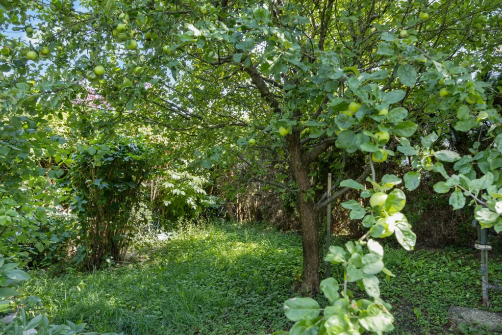 Apple tree with fruit in the garden of the semi-detached house